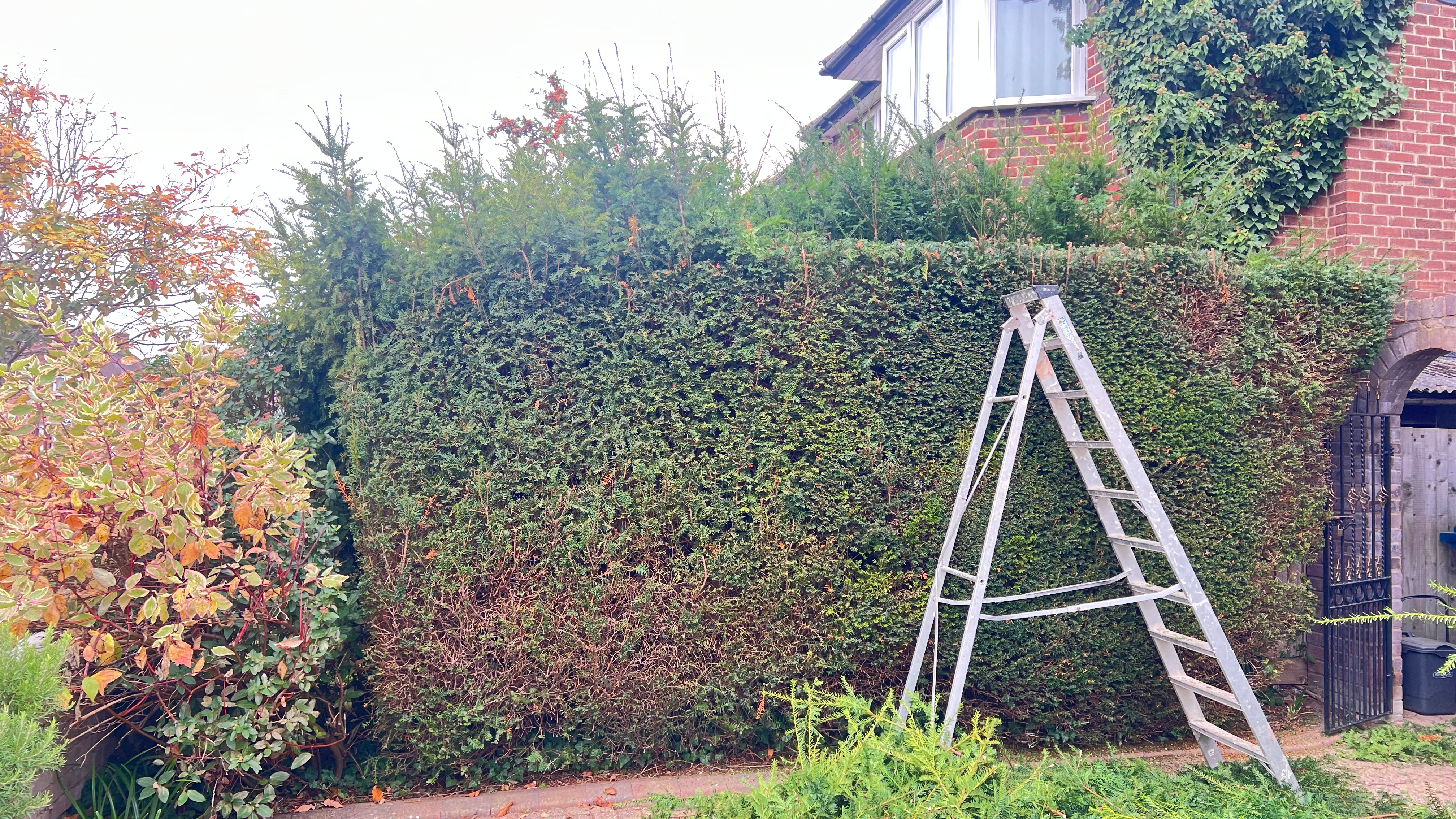trimmed Hedge 10.10.2025