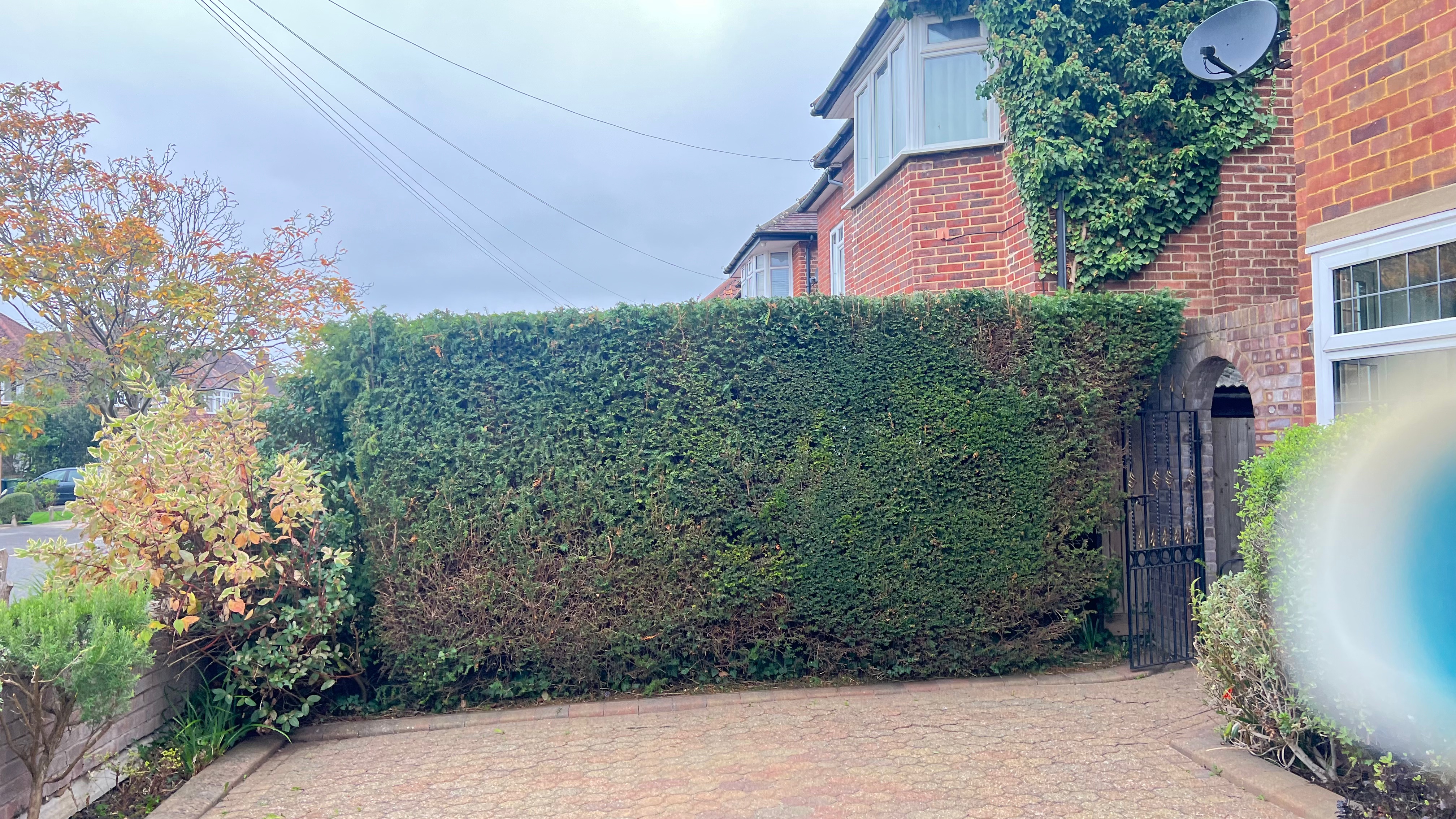 trimmed Hedge 10.10.2025