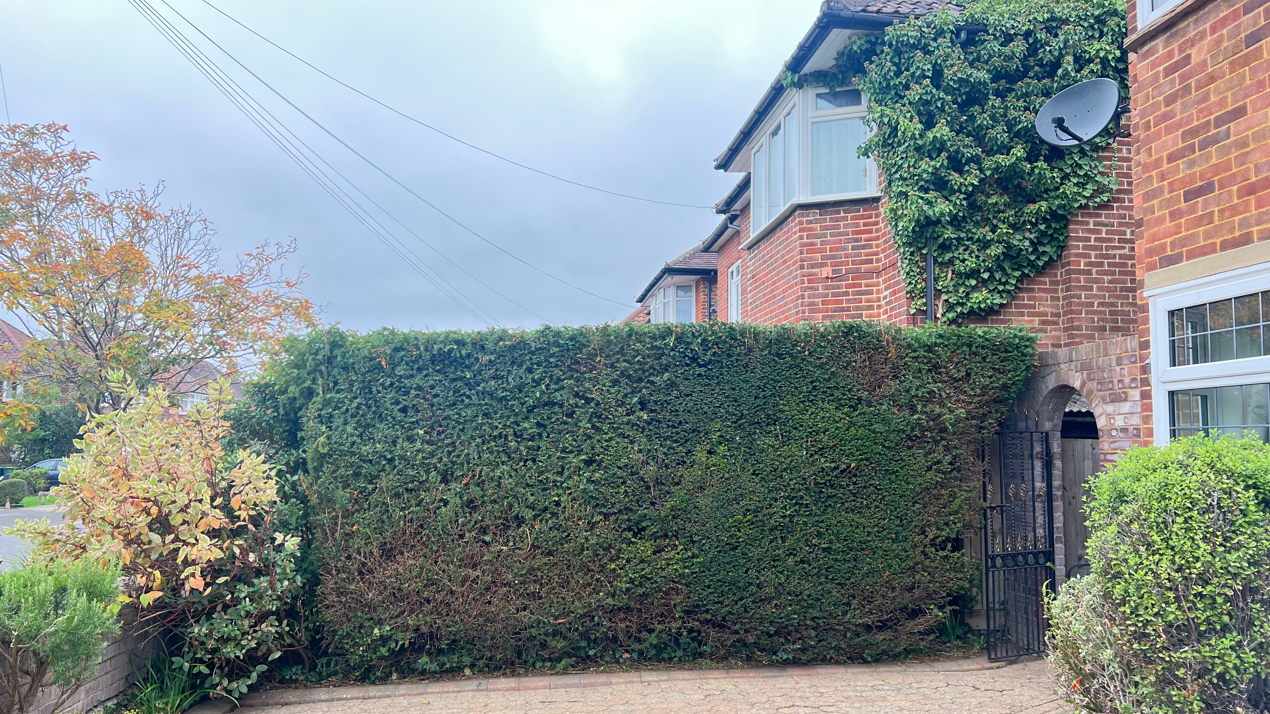 trimmed Hedge 10.10.2025
